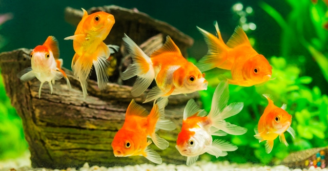 Ornamental Fish Market