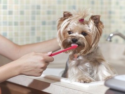 Pet Oral Care Products Market