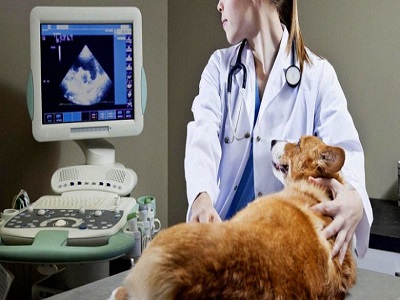 Veterinary Immunodiagnostics Market - TechSci Research