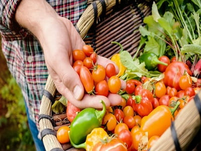 Organic Farming Market - TechSci Research