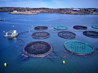 Saudi Arabia Aquaculture Market