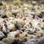 Saudi Arabia Poultry Market - TechSci Research