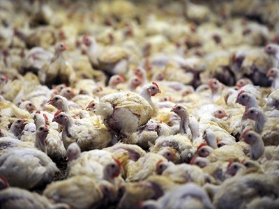 Saudi Arabia Poultry Market - TechSci Research