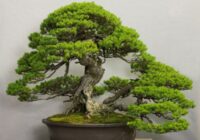 Japan Bonsai Market