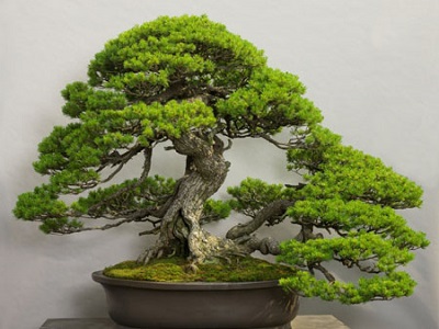 Japan Bonsai Market