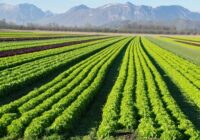 Saudi Arabia Organic Farming Market