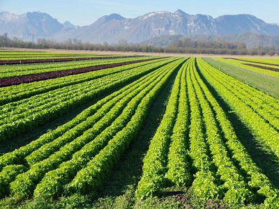 Saudi Arabia Organic Farming Market