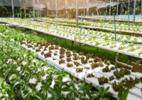 Saudi Arabia Vertical Farming Market