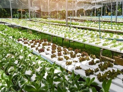 Saudi Arabia Vertical Farming Market