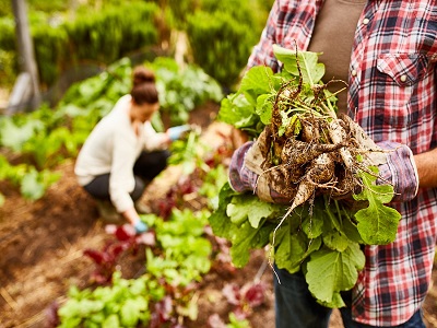 Cover Crops Market