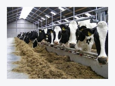 India Animal Feed Supplements Market - TechSci Research
