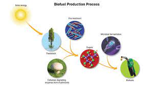 United States Biofuel Enzyme Market | TechSci Research