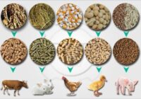 Asia-Pacific Animal Feed Additive Market Share, Size, Trends, Growth, Analysis and Forecast