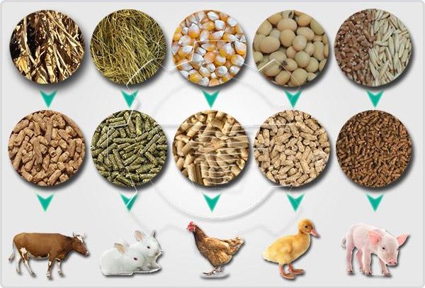 Asia-Pacific Animal Feed Additive Market Share, Size, Trends, Growth, Analysis and Forecast