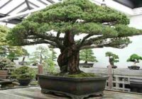 Asia Pacific Bonsai Market Share, Size , Trends, Analysis, Growth and Forecast_1_11zon