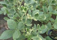 Europe Dicamba Herbicide Market Share, Size , Trends, Analysis, Growth and Forecast_10_11zon