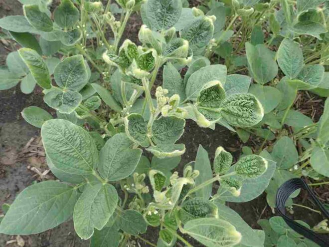 Europe Dicamba Herbicide Market Share, Size , Trends, Analysis, Growth and Forecast_10_11zon