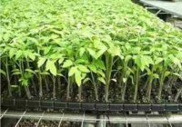 Europe Hydroponics Market Share, Size , Trends, Analysis, Growth and Forecast_5_11zon