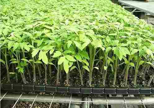 Europe Hydroponics Market Share, Size , Trends, Analysis, Growth and Forecast_5_11zon