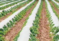 Global Agricultural Films Market Share, Size, Growth, Trends, Analysis, and Forecast