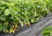 Global Bio-fungicides Market Share, Size , Trends, Analysis, Growth and Forecast_7_11zon