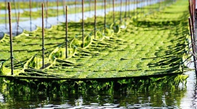 Global Commercial Seaweeds Market Share, Size, Trends, Growth, Analysis and Forecast