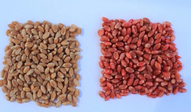 Global Seed Treatment Fungicides Market Share, Size, Trends, Growth, Analysis and Forecast