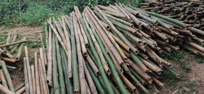 India Bamboo Market Share, Size , Trends, Analysis, Growth and Forecast_8_11zon