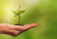 India Plant Growth Regulators Market Share, Size, Trends, Growth, Analysis and Forecast
