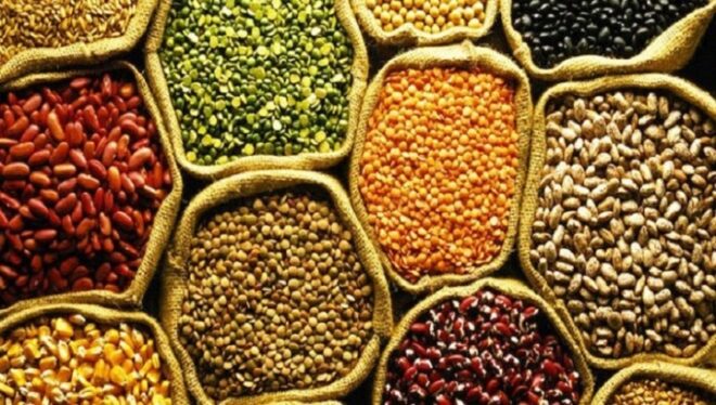 India Seed Market Share, Size, Trends, Growth, Analysis and Forecast