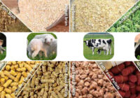 North America Animal Feed Additive Market Share, Size, Trends, Growth, Analysis and Forecast