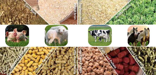 North America Animal Feed Additive Market Share, Size, Trends, Growth, Analysis and Forecast