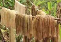 Philippines Abaca Fiber Market Share, Size , Trends, Analysis, Growth and Forecast_3_11zon