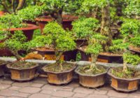 Asia Pacific Bonsai Market Analysis, Opportunities, Share, Growth, Size and Forecast