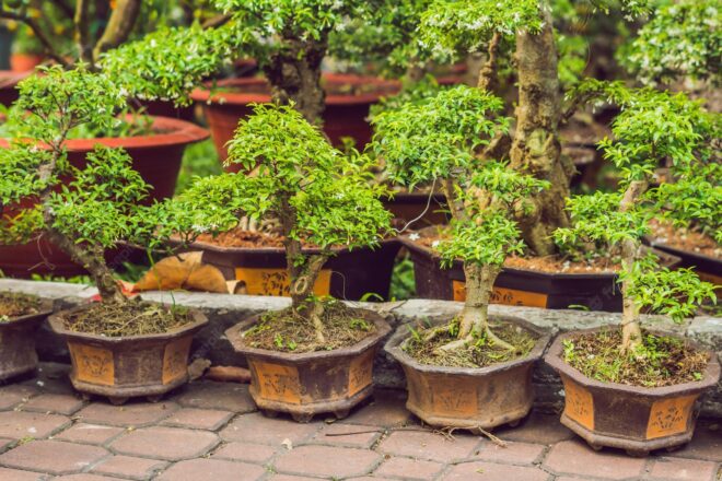 Asia Pacific Bonsai Market Analysis, Opportunities, Share, Growth, Size and Forecast