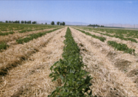 Cover Crops Market Analysis, Growth, Share, Trends, Size and Forecast