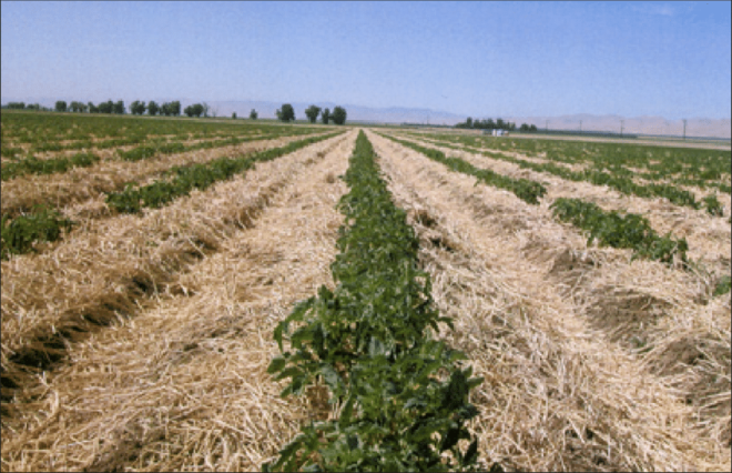Cover Crops Market Analysis, Growth, Share, Trends, Size and Forecast
