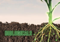 Europe Agricultural Biologicals Market Analysis, Opportunity, Growth, Share, Size and Forecast