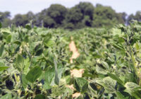 Europe Dicamba Herbicide Market Analysis, Opportunities, Share, Growth, Size and Forecast