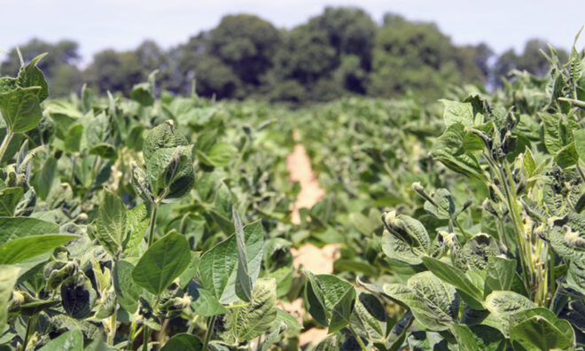 Europe Dicamba Herbicide Market Analysis, Opportunities, Share, Growth, Size and Forecast