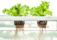 Europe Hydroponics Market Analysis, Opportunities, Growth, Size, Share and Forecast