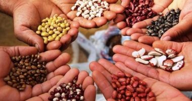 Europe Seeds Market Analysis, Opportunity, Growth, Share, Size and Forecast
