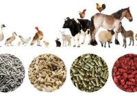 Germany Animal Feed Market Analysis, Opportunity, Growth, Share, Size and Forecast