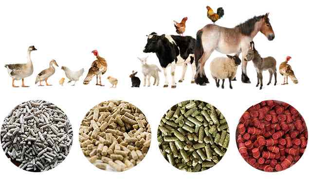 Germany Animal Feed Market Analysis, Opportunity, Growth, Share, Size and Forecast
