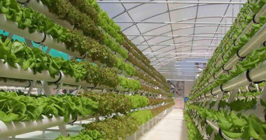 Global Aeroponics Market Analysis, Opportunity, Growth, Size, Share, Trends and Forecast