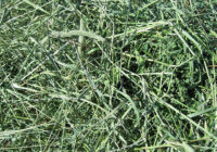 Global Alfalfa Market Analysis, Growth, Share, Trends, Size and Forecast
