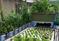 Global Aquaponics Market Analysis, Opportunities, Growth, Size, Share and Forecast