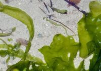 Global Commercial Seaweeds Market Analysis, Growth, Share, Size, Trends & Forecast