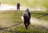 Global Crop Protection Chemicals Market Analysis, Opportunities, Share, Growth, Size and Forecast