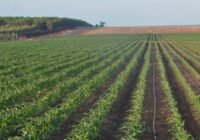 Global Drip Irrigation Market Analysis, Growth, Share, Size, Trends and Forecast